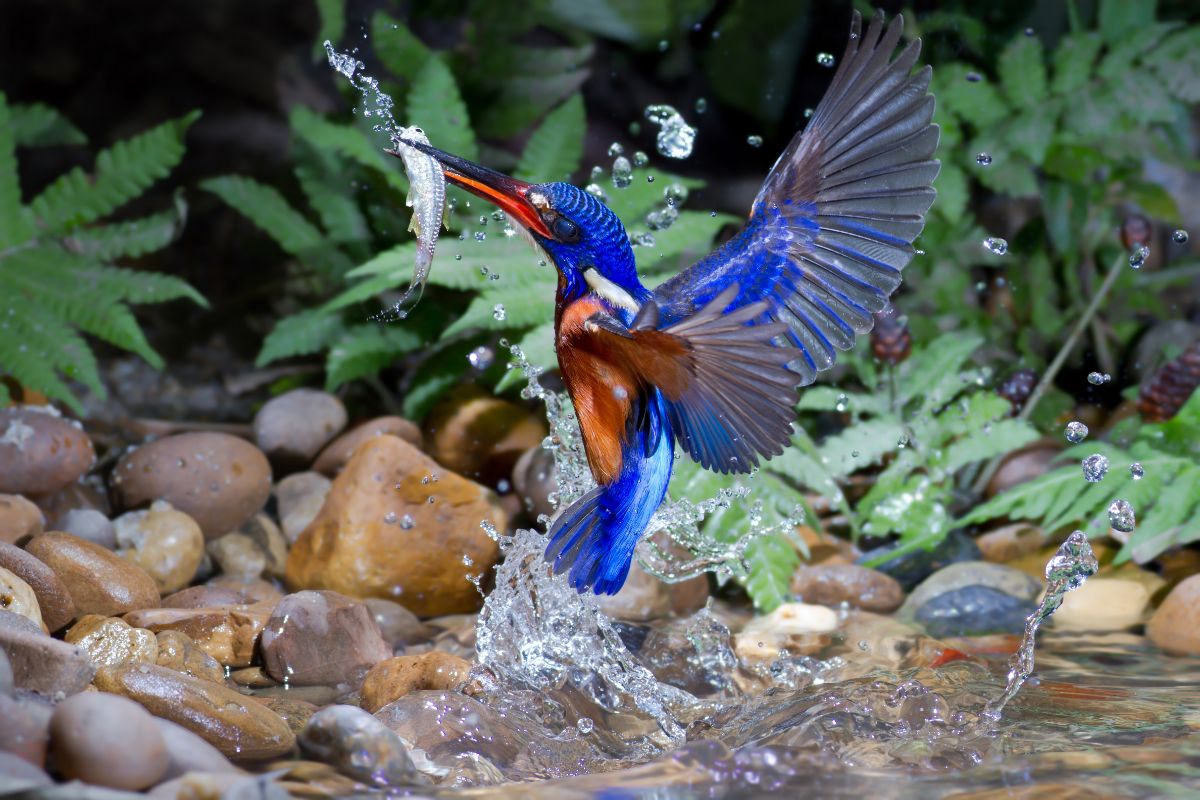 A beautiful Kingfisher with a small fish in a beak.