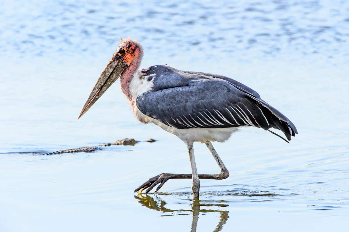 Marabou Stork is walking in shallow water.