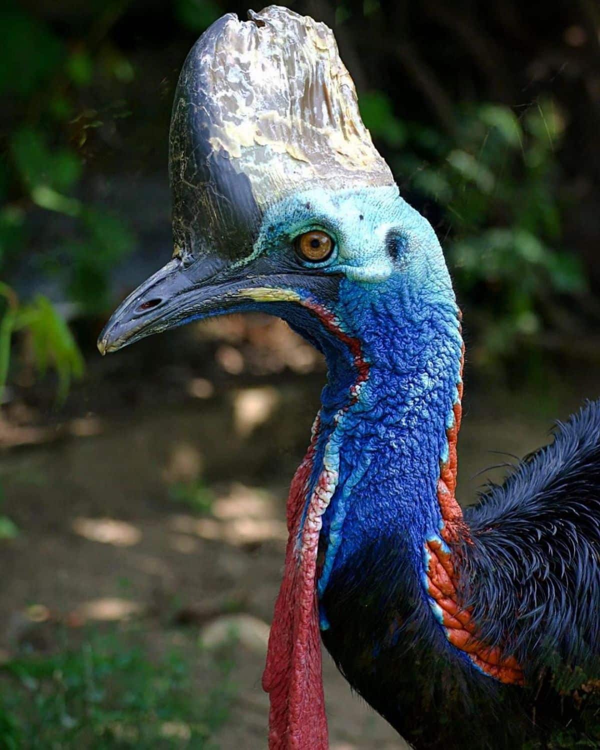 A close-up of a beautiful Southern Cassowary.