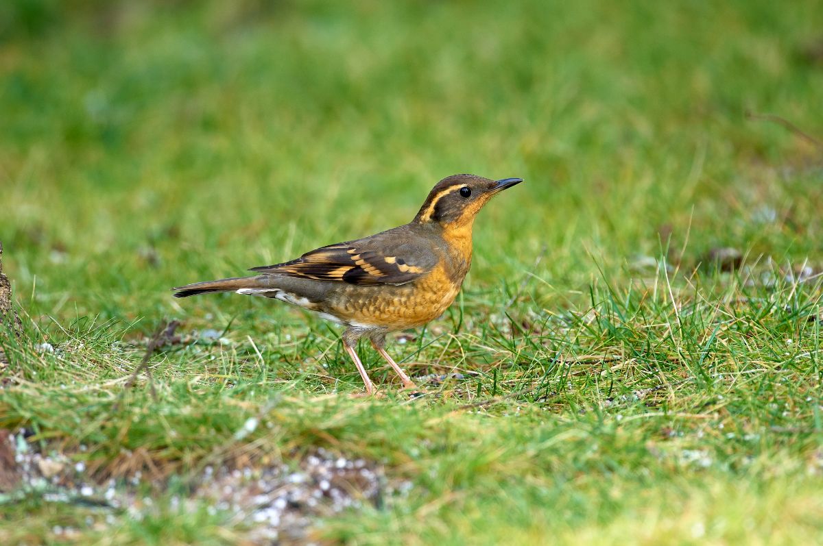 A beautiful Varied Thrush is standing on a meadow.