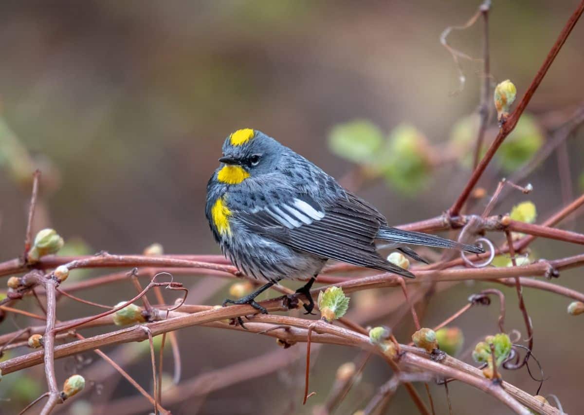 An adorable Yellow-rumped Warbler perched on a branch.