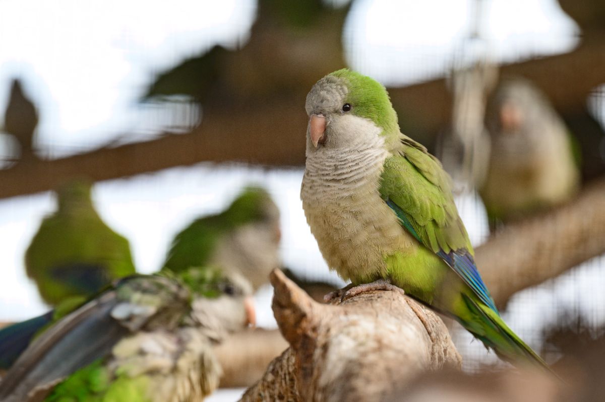 A cute Monk Parakeet perched on a branch.