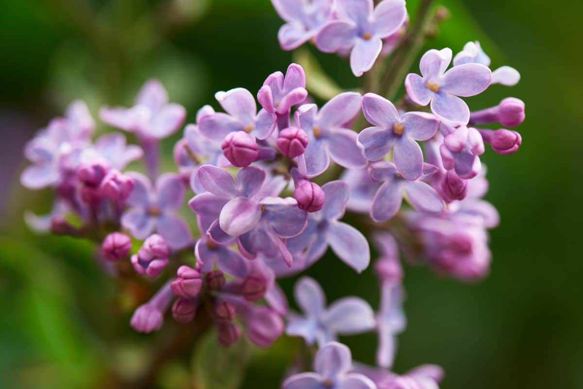 A close-up of pink flowering Lilac flowers.