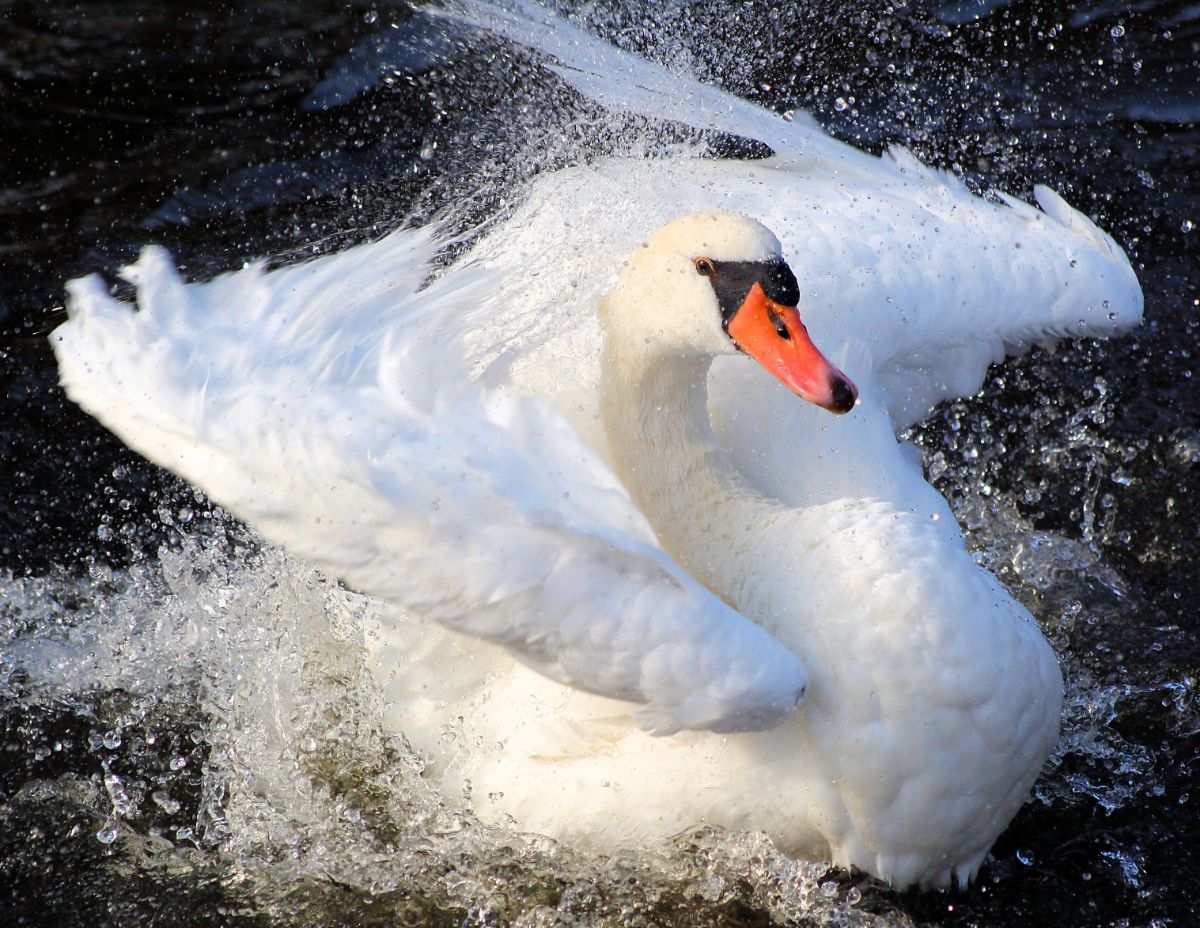 A majestic Mute Swan splashing water.