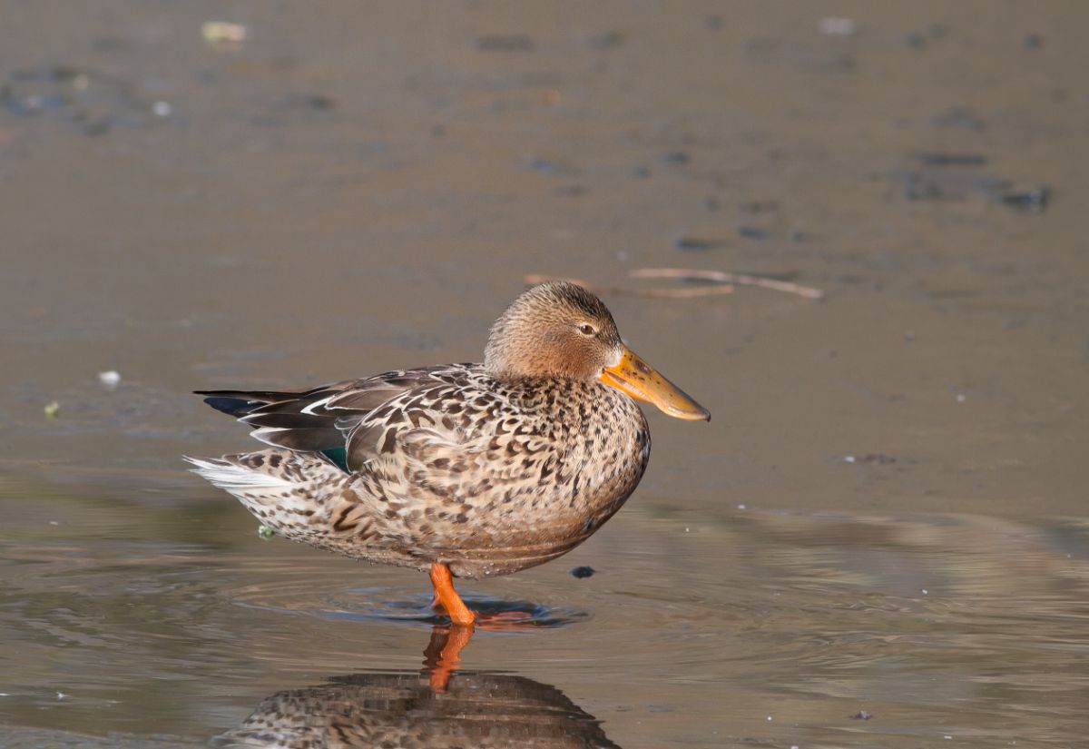 An adorable Northern Shoveler is standing in shallow water.