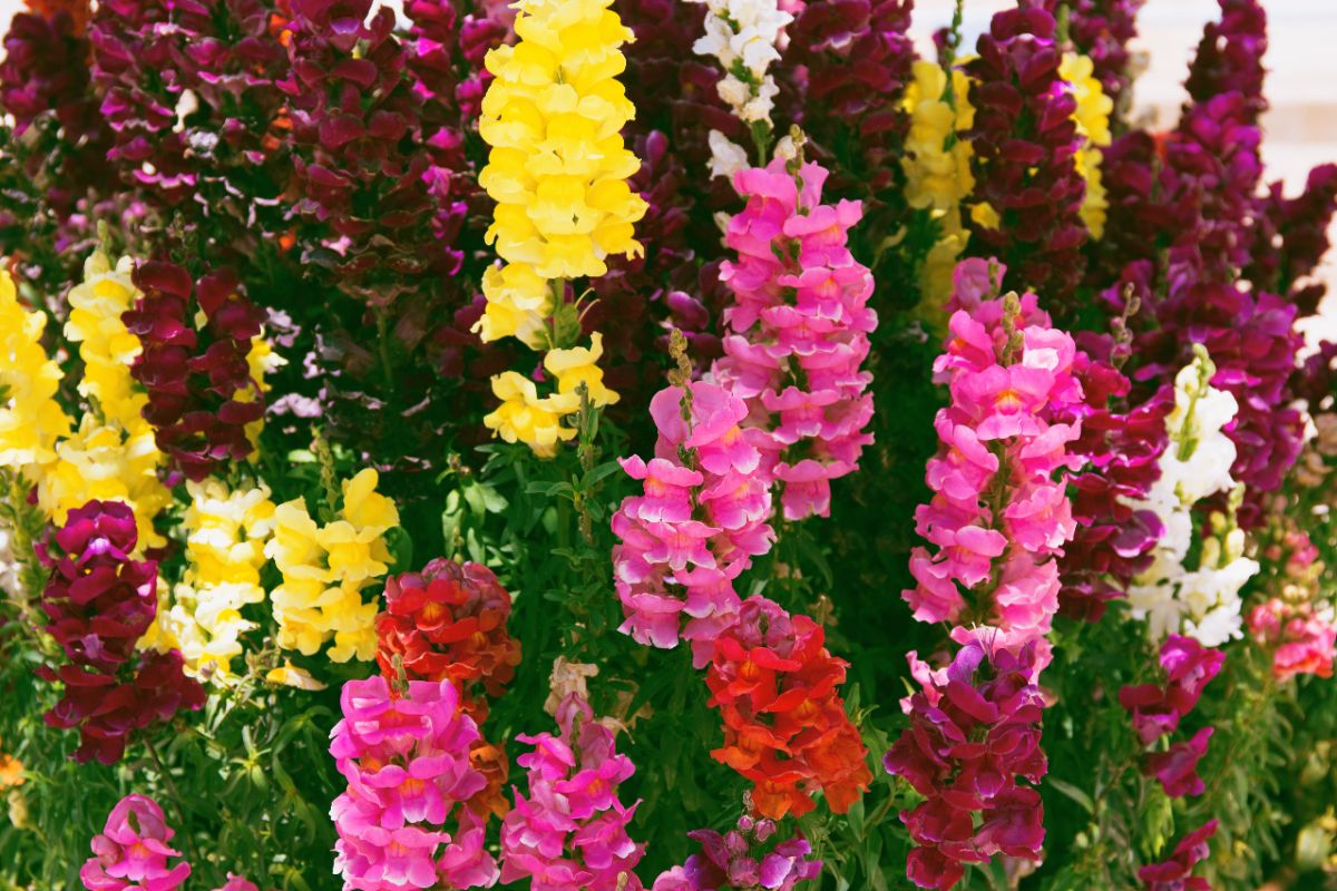 Beautiful flowering Snapdragons of different colors.