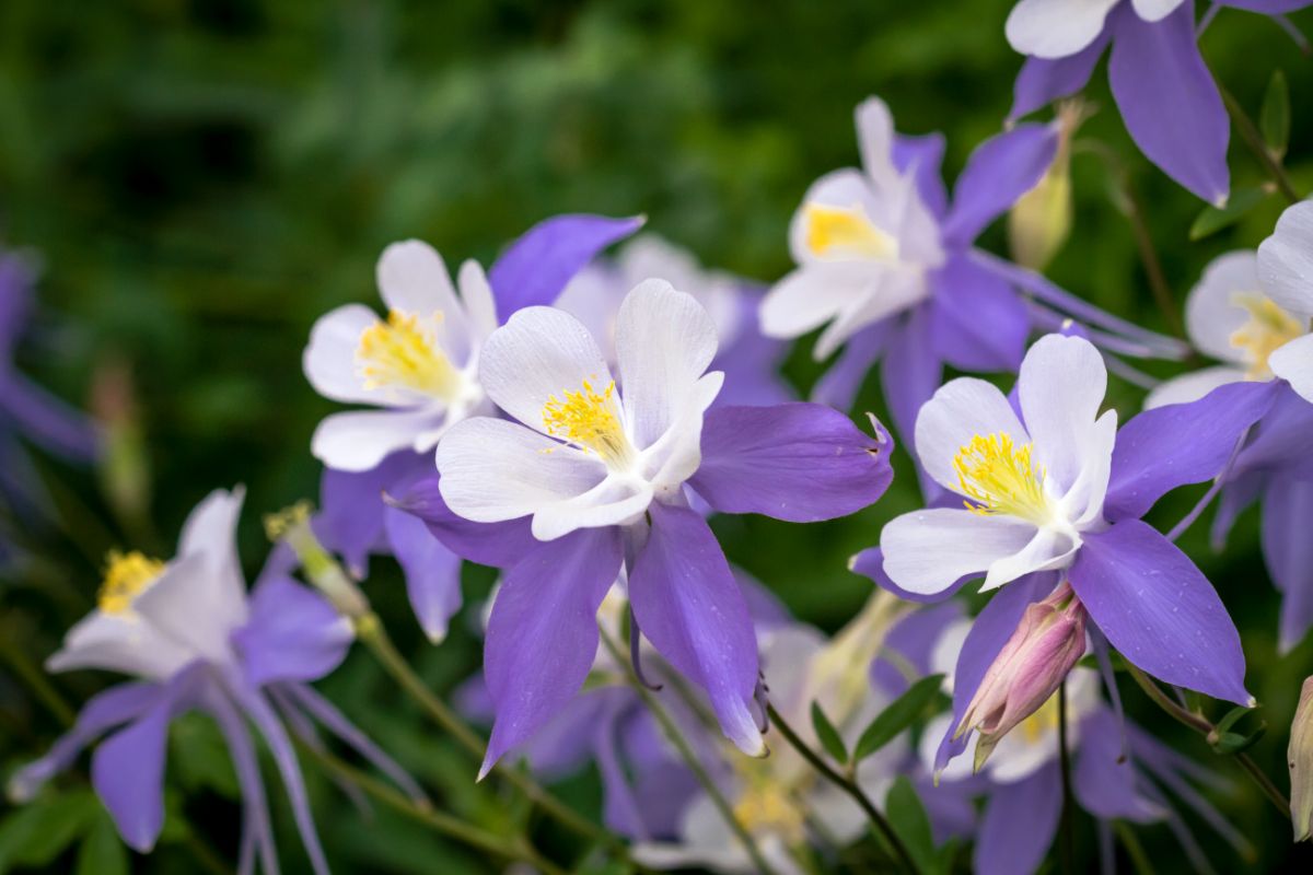A close-up of beautiful flowers of Columbines.