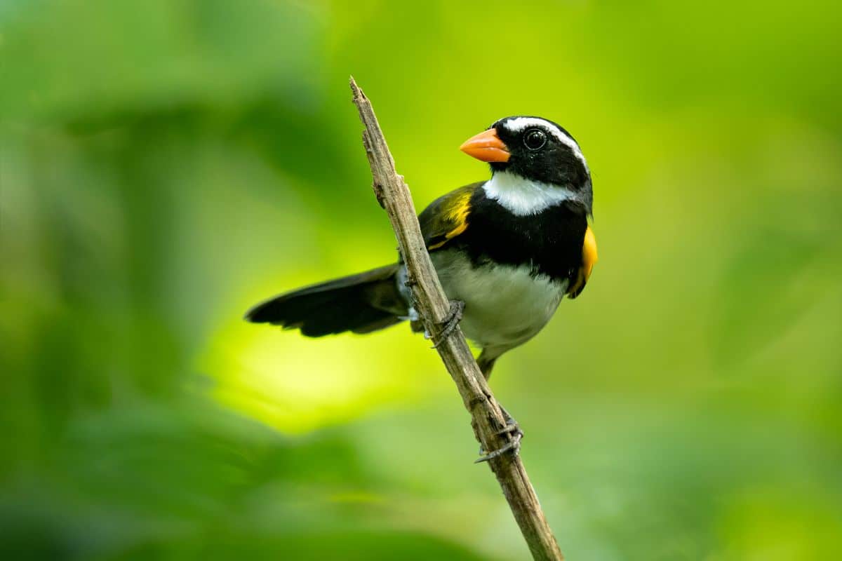 An adorable Orange-billed Sparrow perched on a broken branch.