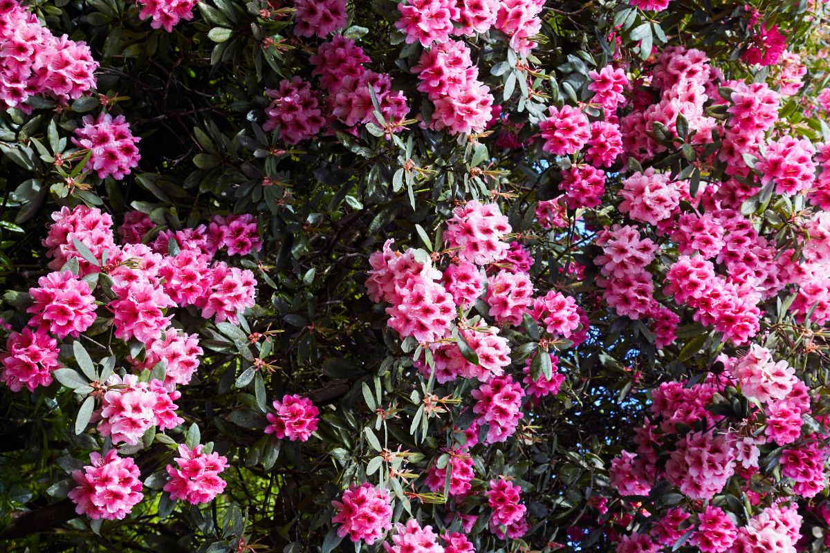 A beautiful pink blooming Azalea rhododendron bush on a sunny day.