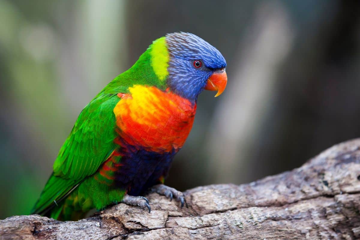 A beautiful Rainbow Lorikeet perched on a wooden log.