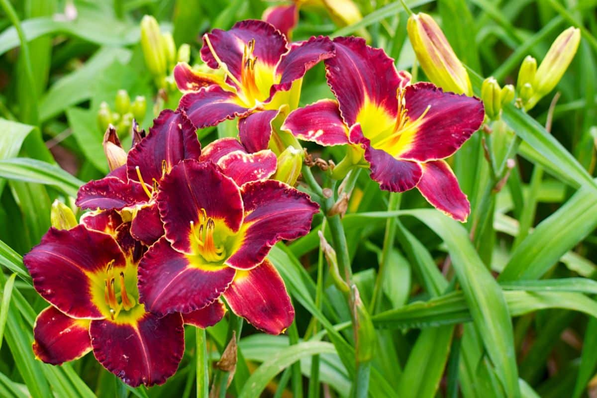 A close-up of beautiful blooming flowers of burgundy Daylily.