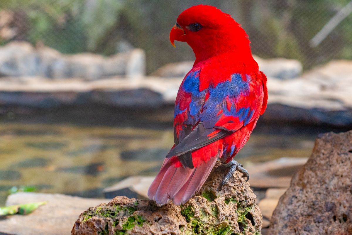 A beautiful Red Lory perched on an old rock.