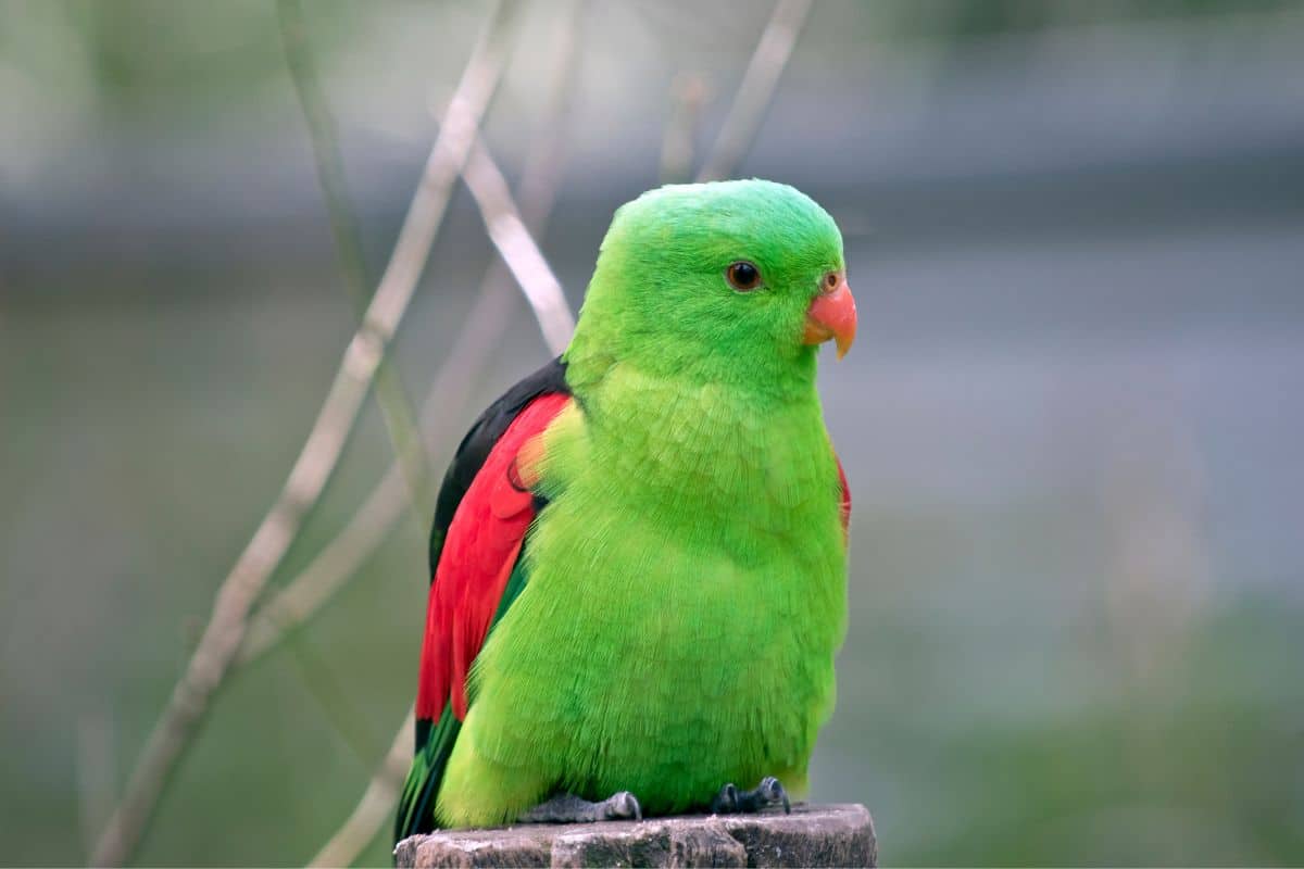 A cute Red-winged Parrot perched on a wooden pole.