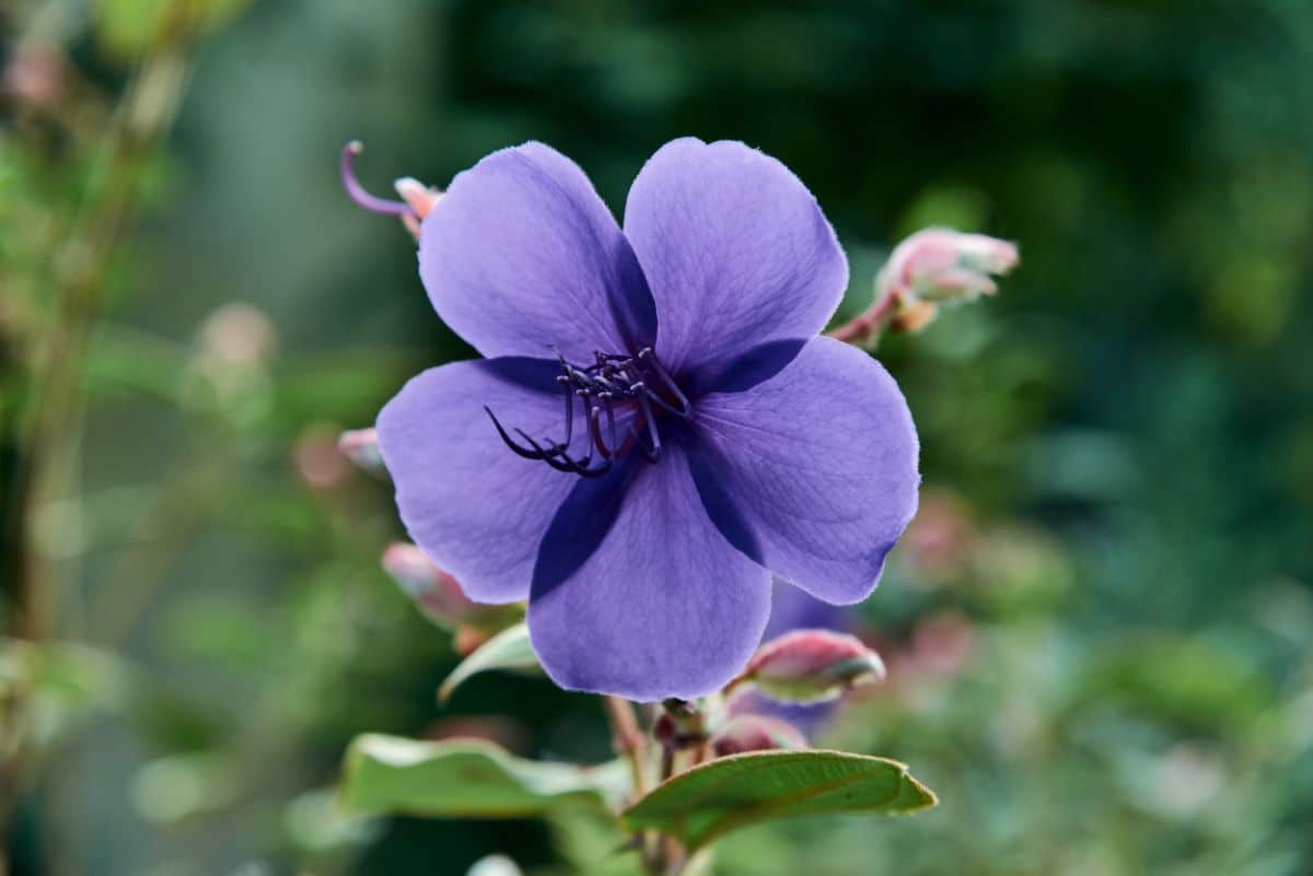 A close-up of a purple flower of Princess Flower