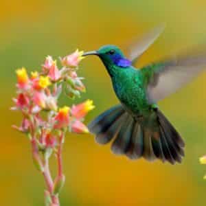 A beautiful Hummingbird eating nectar from a flower.
