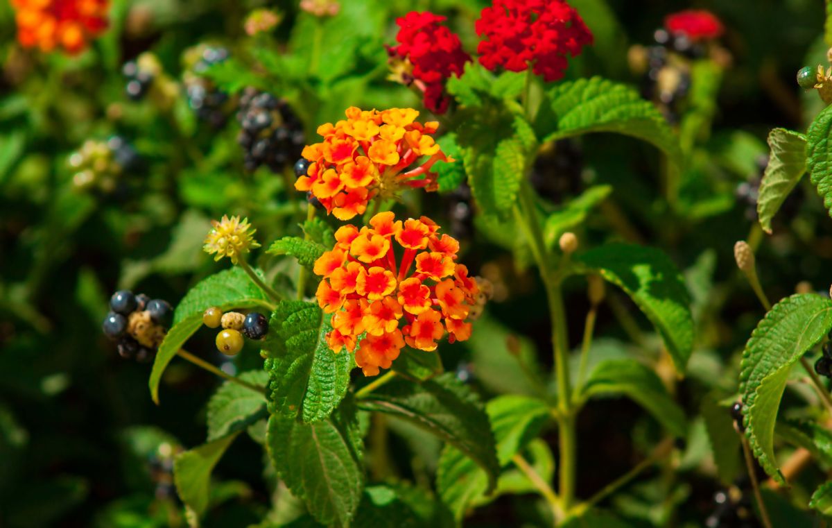 Beautiful vibrant blooming Lantanas on a sunny day.