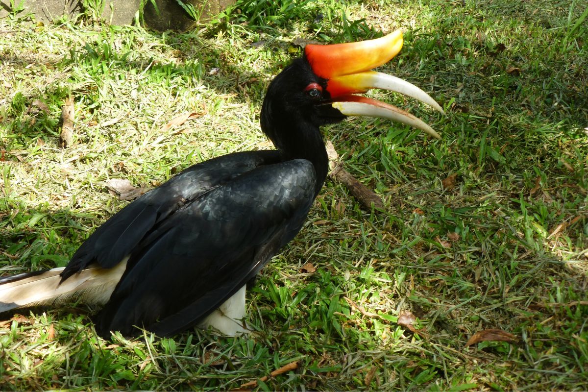 A beautiful Rhinoceros Hornbill perched on the ground in the shadow.