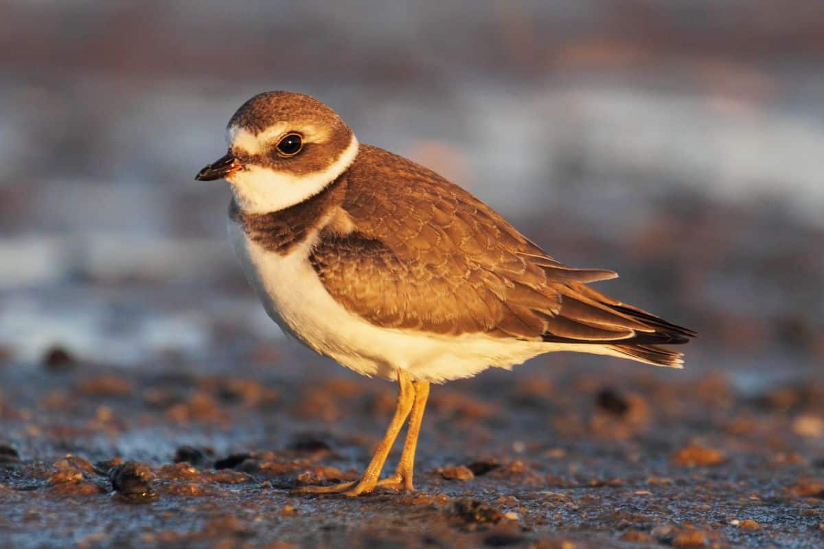 An adorable Semipalmated Plover is standing on the ground on a sunny day.