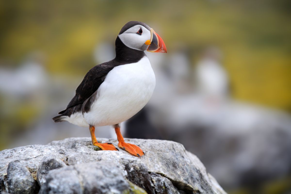 An adorable Atlantic Puffin is standing on a big rock.