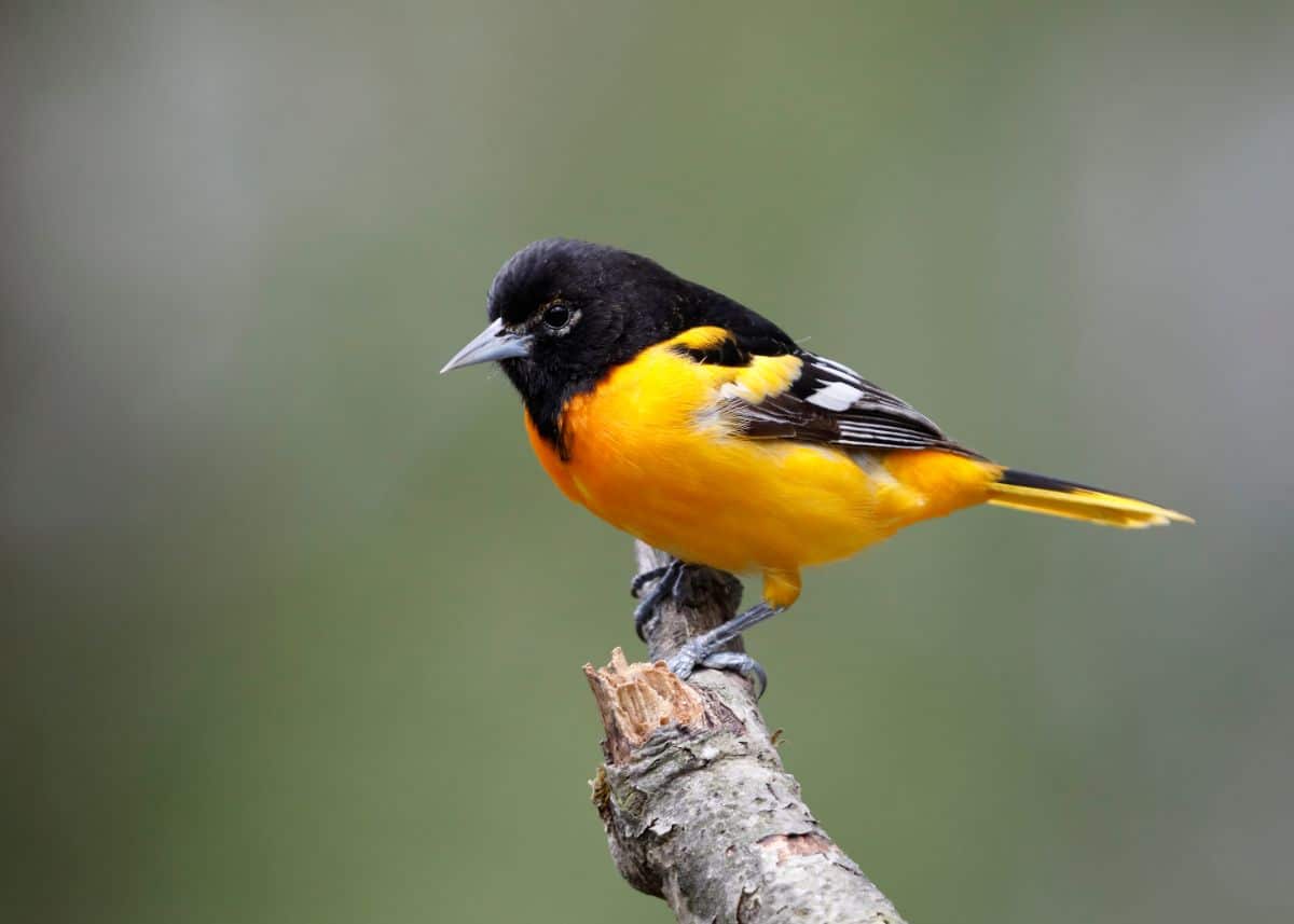 A beautiful Baltimore Oriole perched on a branch.