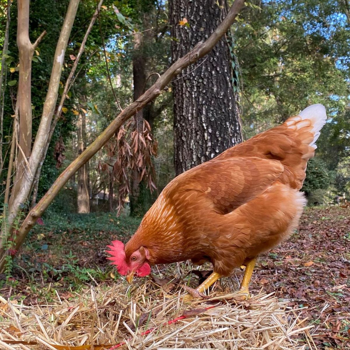 A brown chicken looking for food in the backyard.