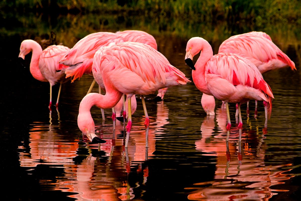 A bunch of beautiful Chilean Flamingos in shallow water.