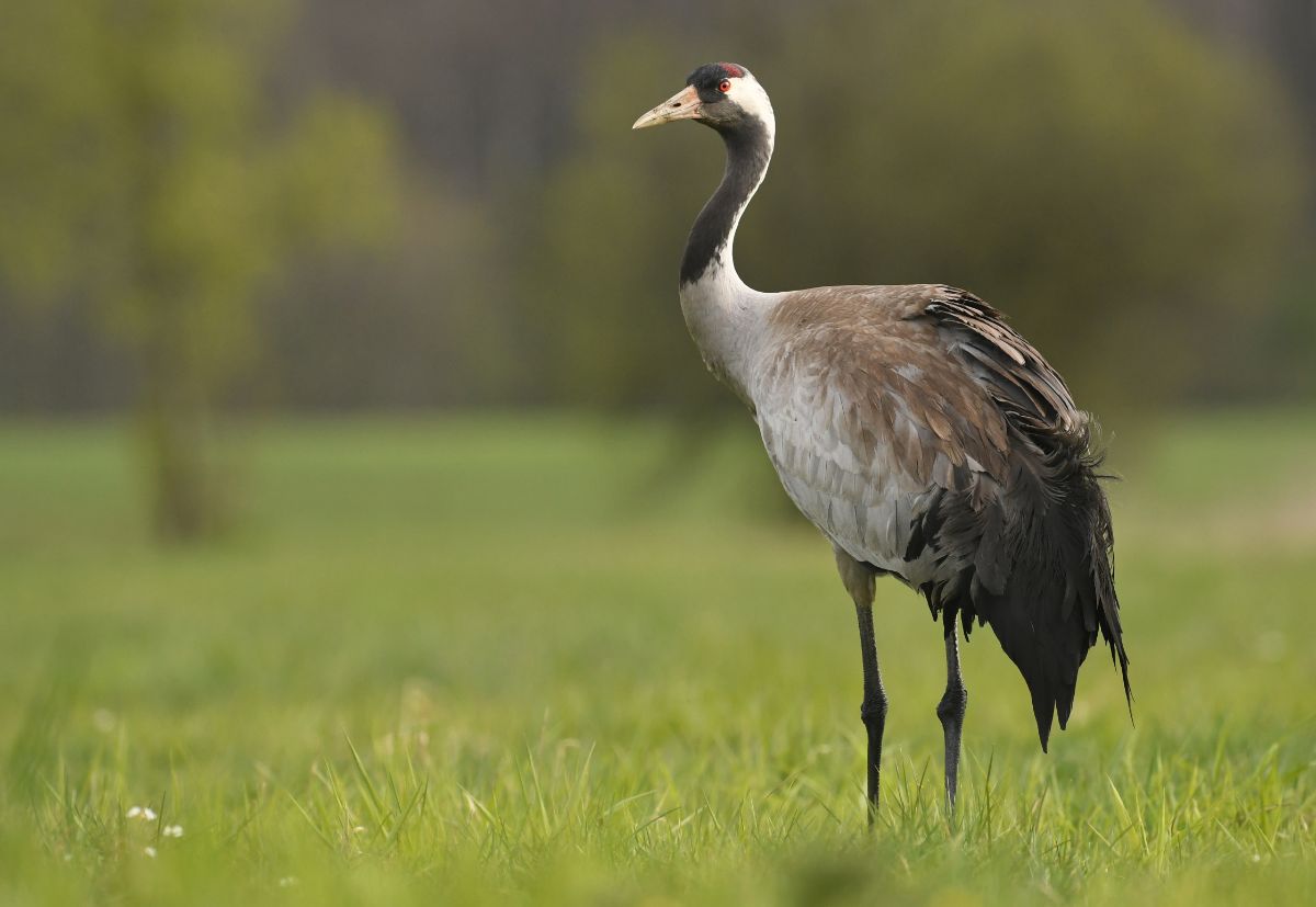 A tall Crane is standing in a green meadow.