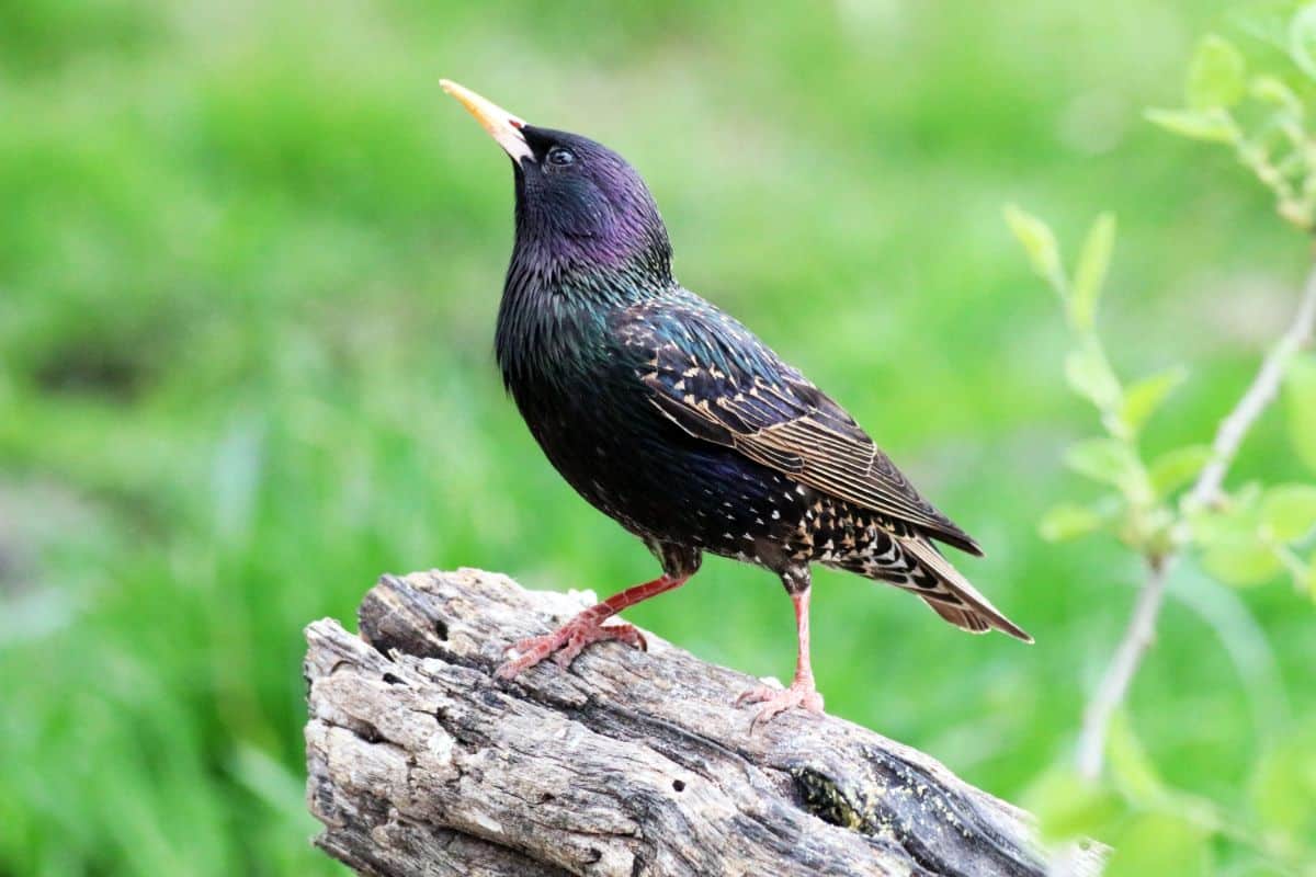 A beautiful European Starling perched on an old wooden log.