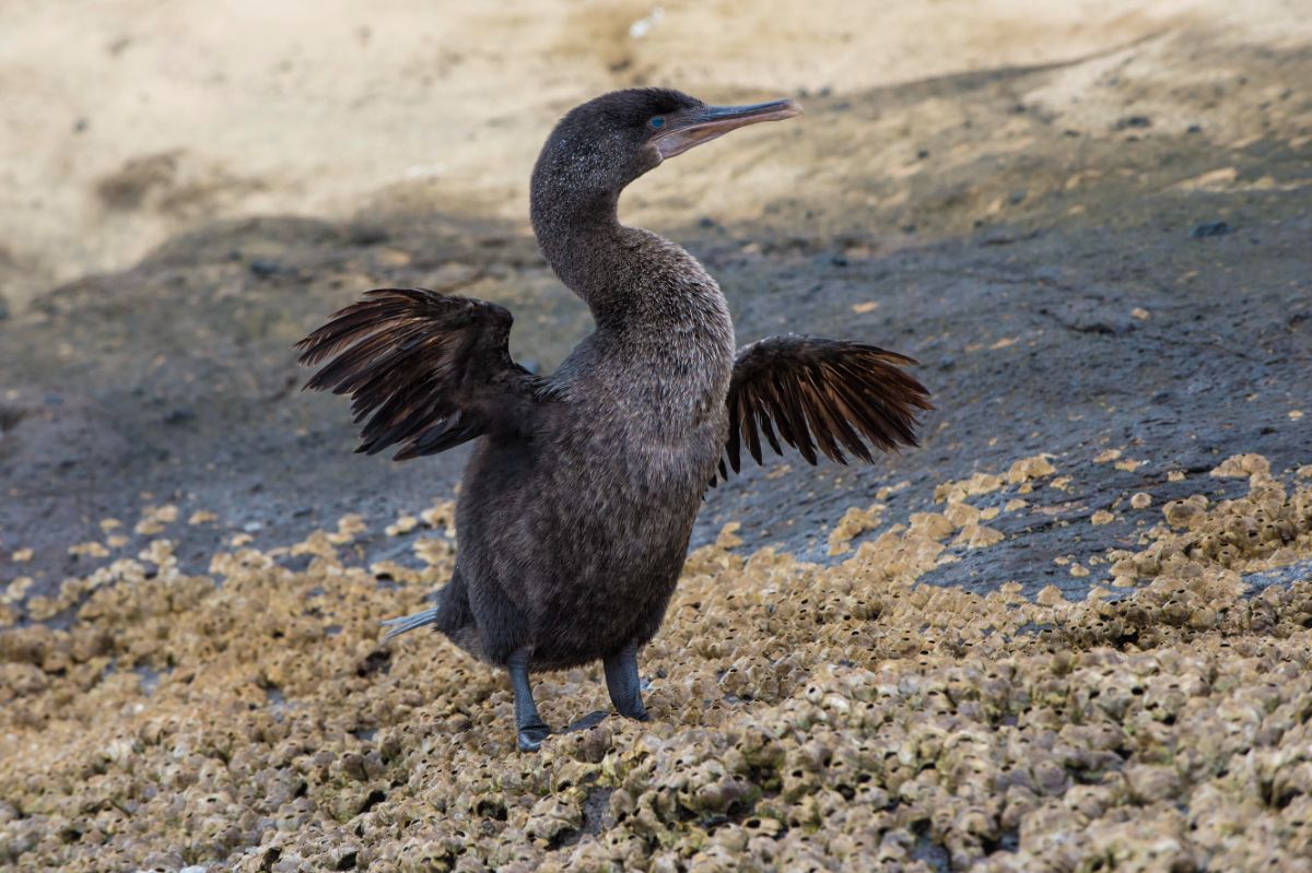 An adorable Flightless Cormorant standing on the ground.