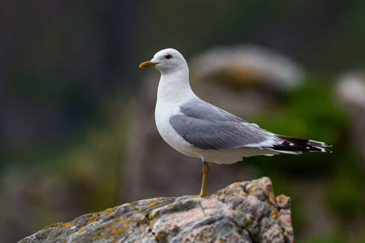And adorable Gull is standing on a rock.