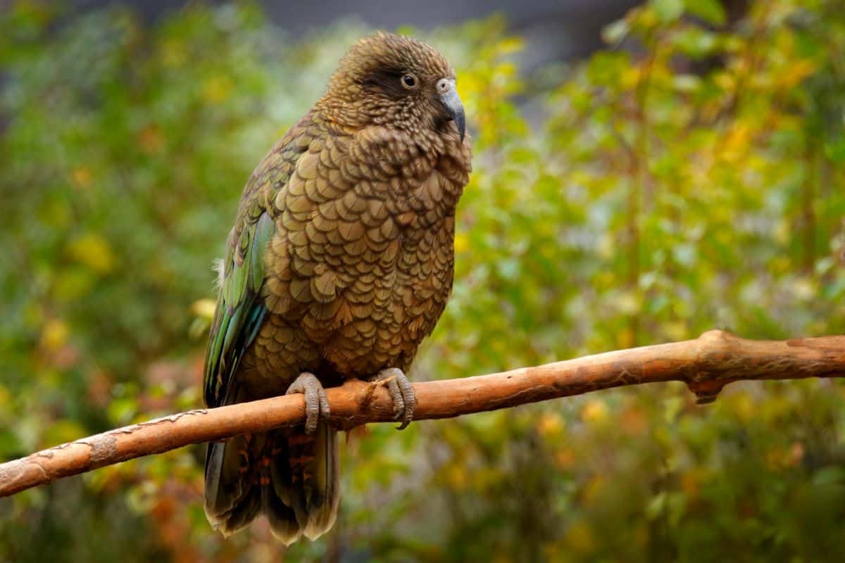 A beautiful Kea Parrot perched on a branch.
