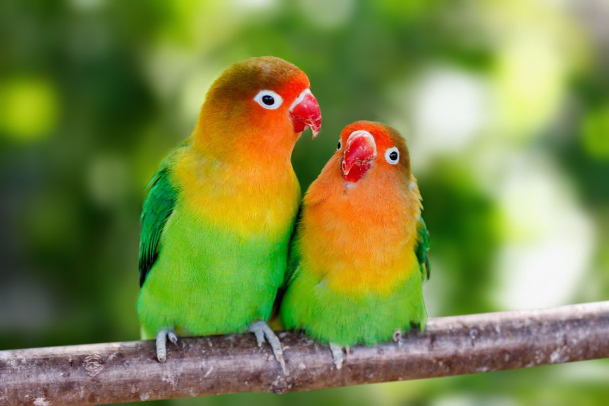 Two beautiful Lovebirds perched on a branch.