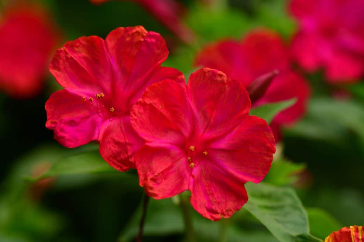 A close-up of red flowers of Four O'Clocks plant.