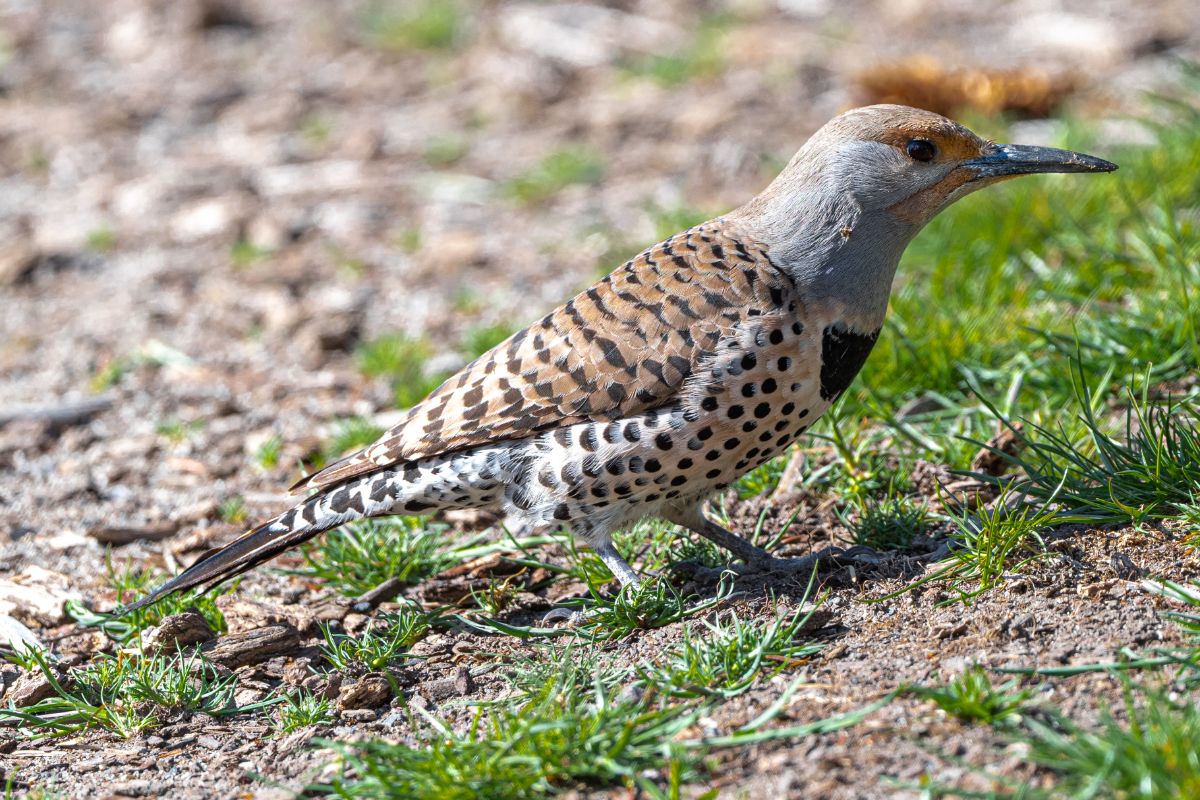 A beautiful Northern Flicker standing on the ground on a sunny day.