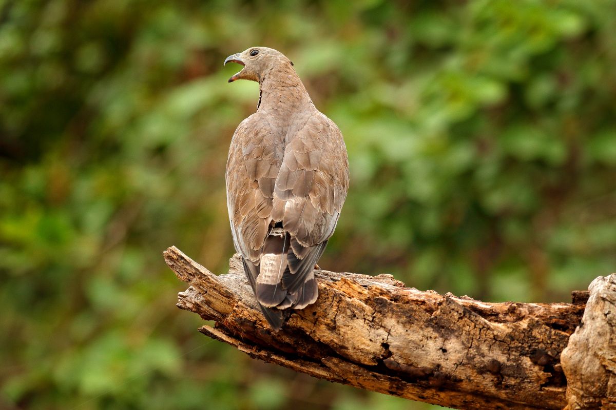 A fierce-looking Oriental Honey Buzzard perched on an old tree.