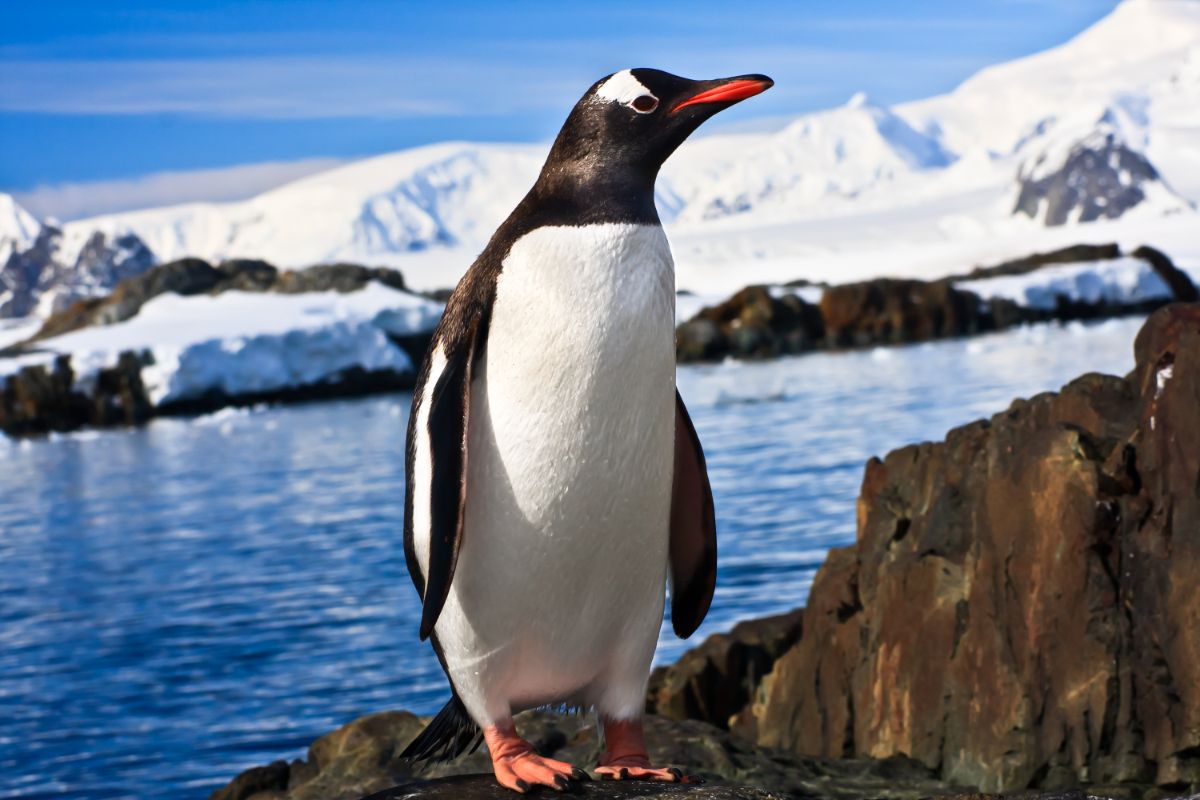 A beautiful Penguin is standing on the shore.