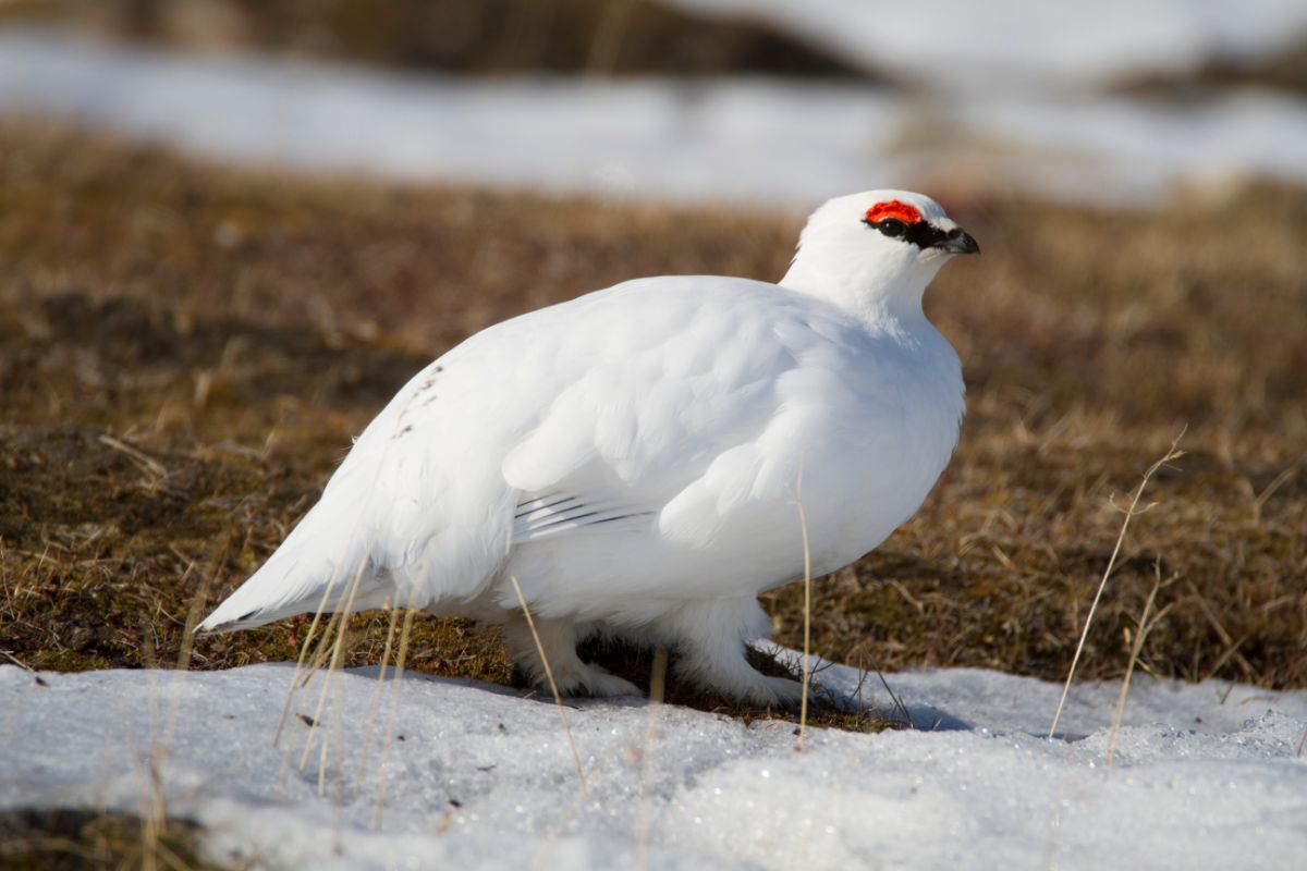 A beautiful Ptarmigan is standing near snow.