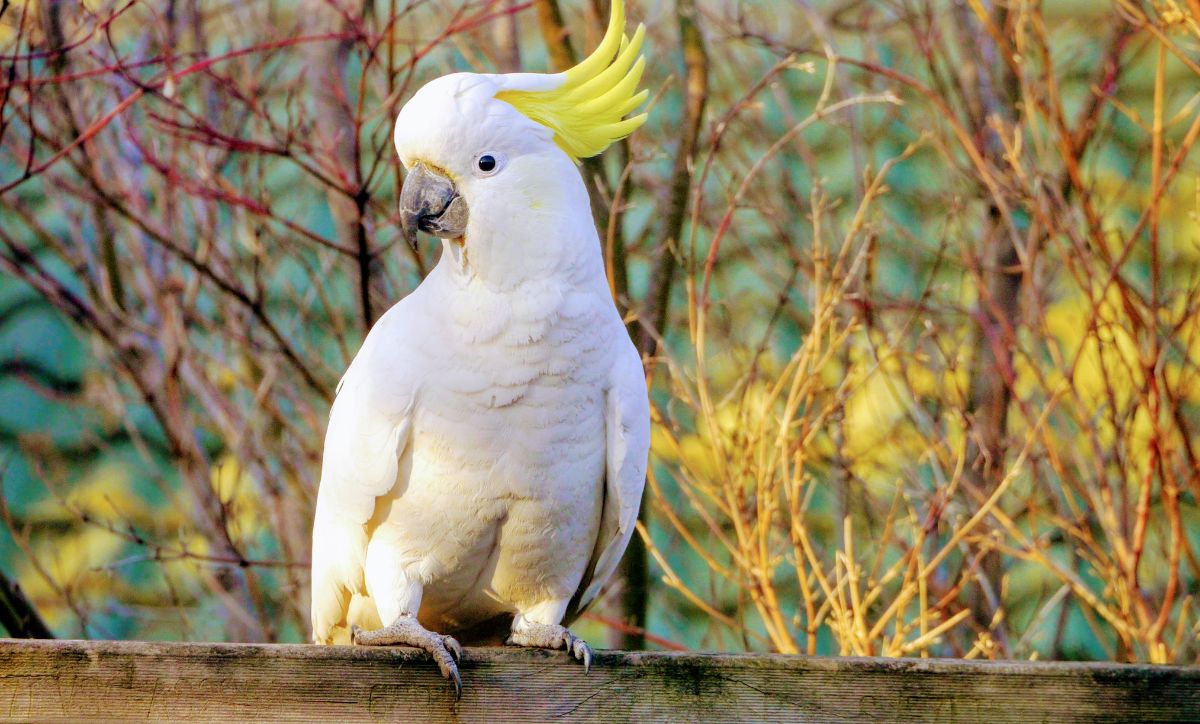 A beautiful Sulfur-Crested Cockatoo perched on a wooden board.