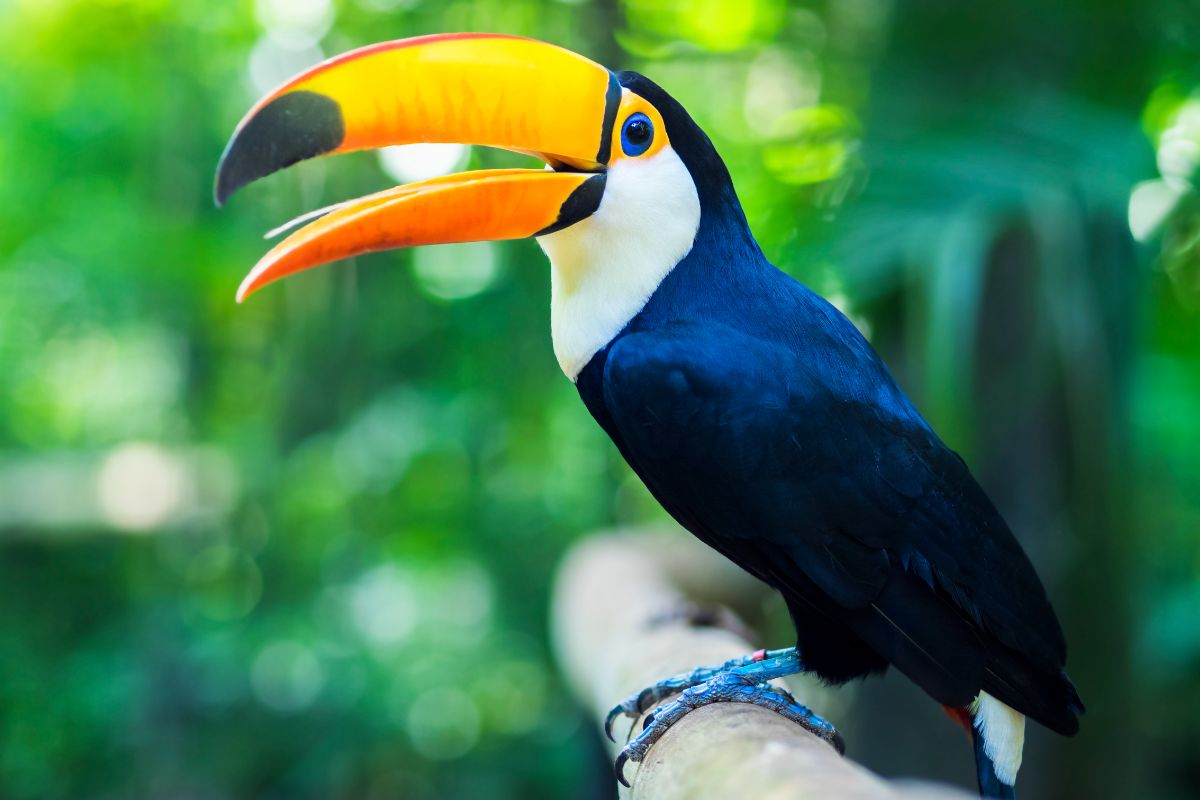 A beautiful Toco Toucan perched on a branch.