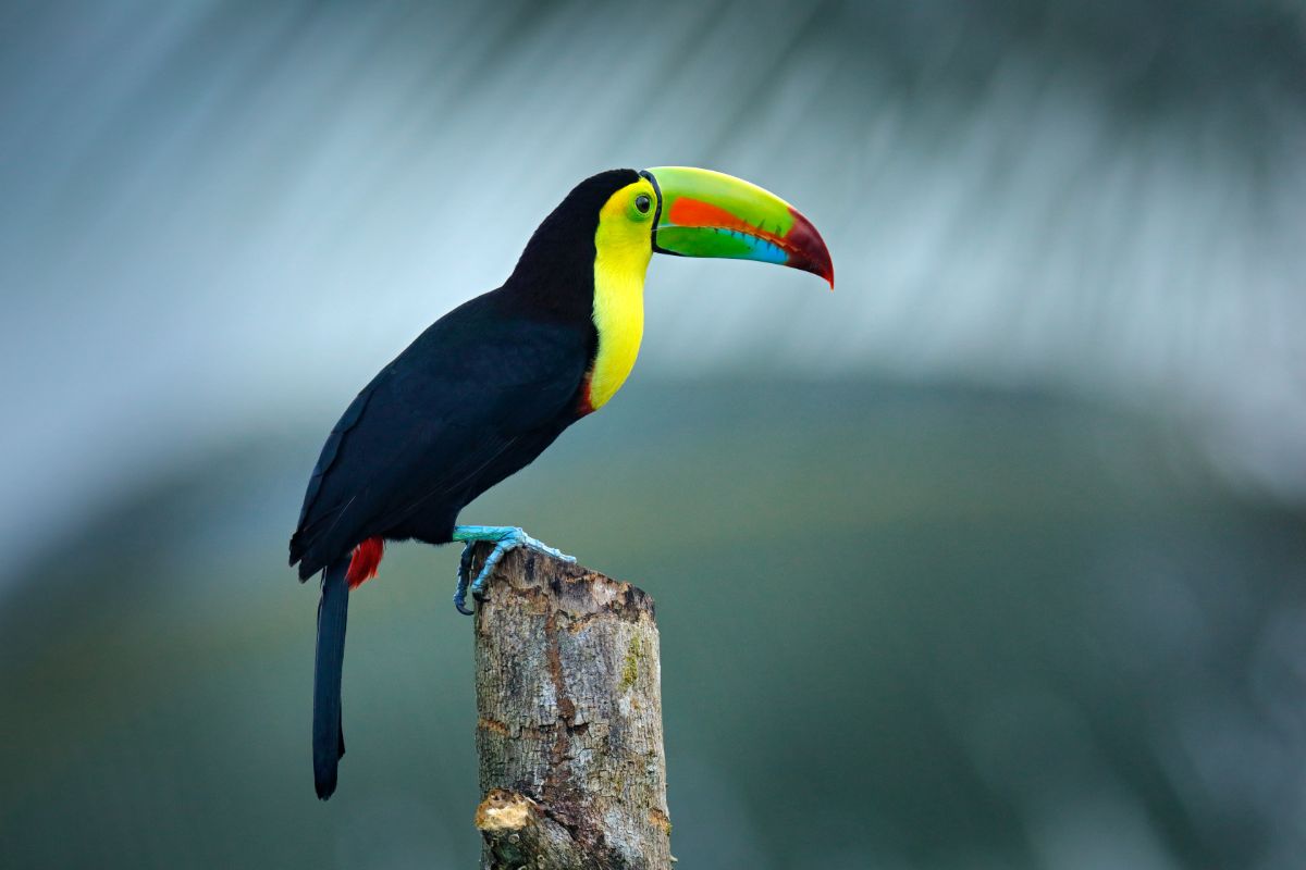 A beautiful Toucan perched on a wooden pole.