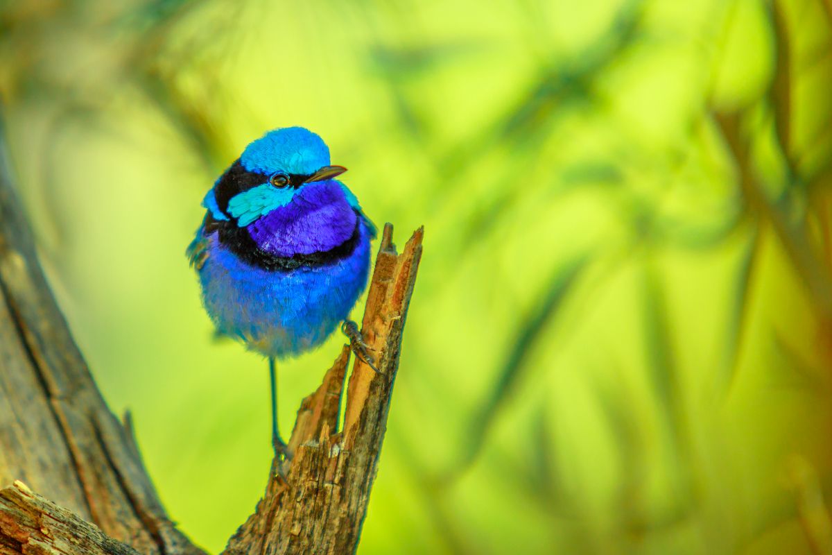 A beautiful Variegated Fairy-Wren perched on a broken branch.
