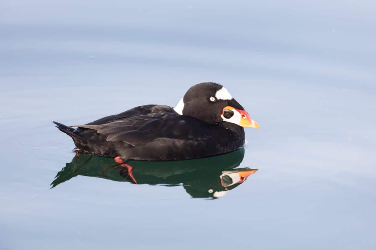 An adorable Surf Scoter is swimming in the water.