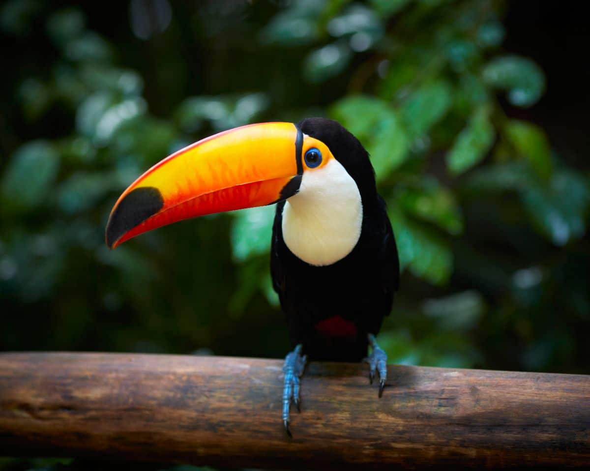 A beautiful Toco Toucan perched on a branch.