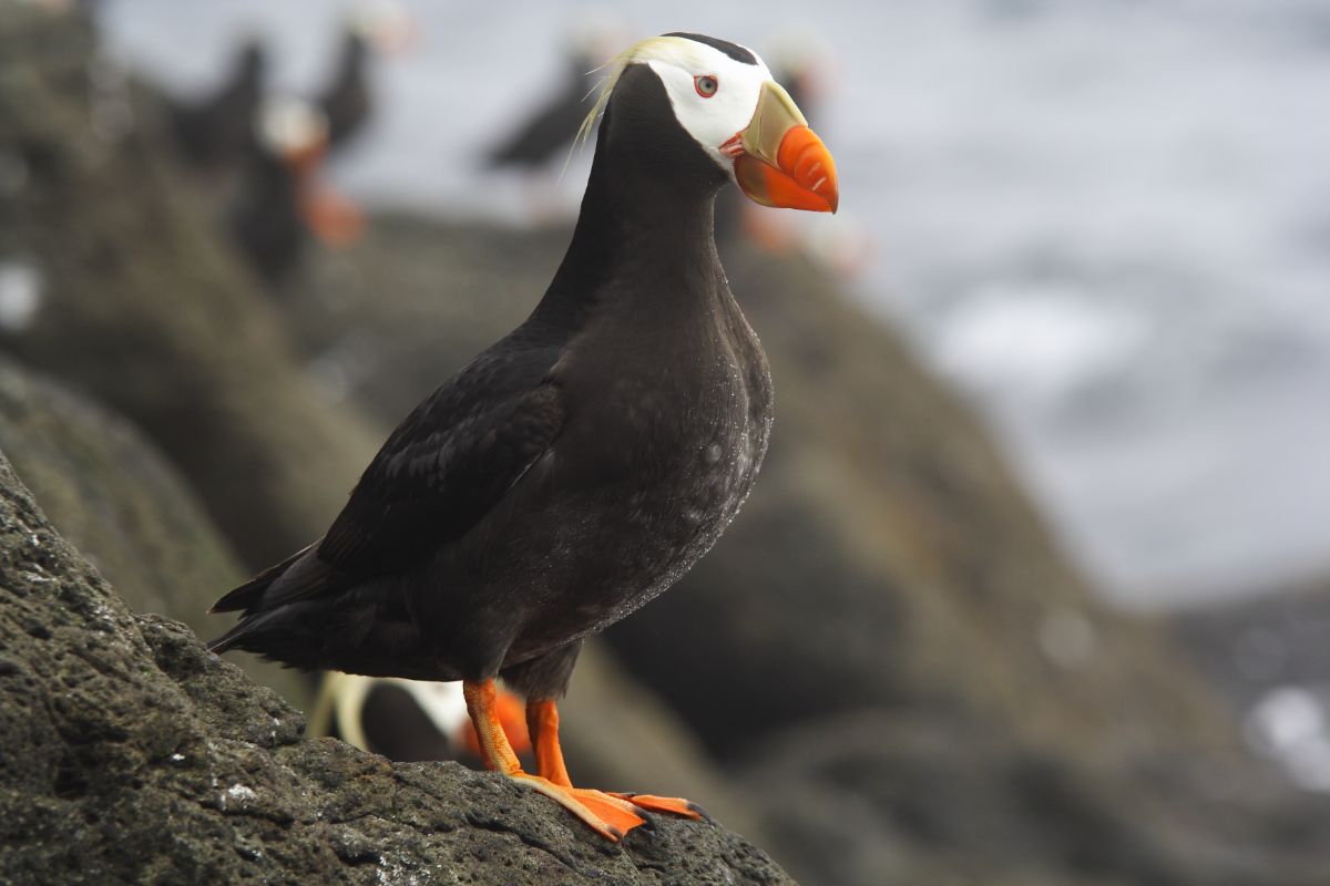 An adorable Tufted Puffin is standing on a big rock on the shore.