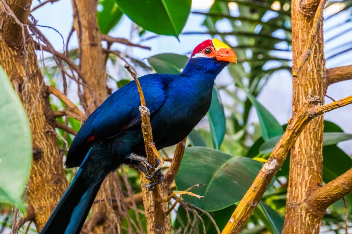 A beautiful Violet Turaco perched on a branch.