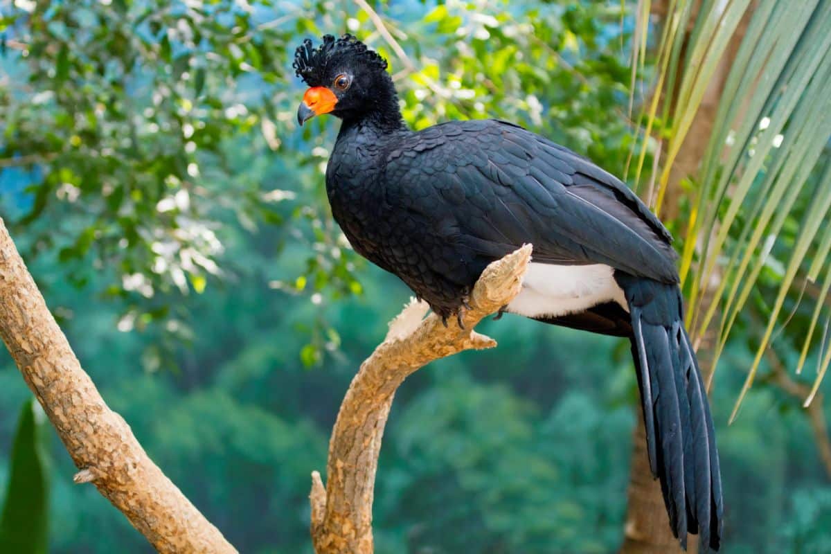 A beautiful Wattled Curassow perched on a branch.