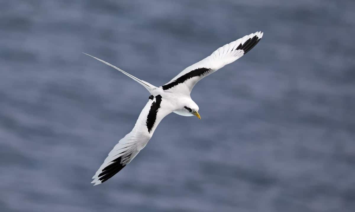 A flying White-tailed Tropicbird.