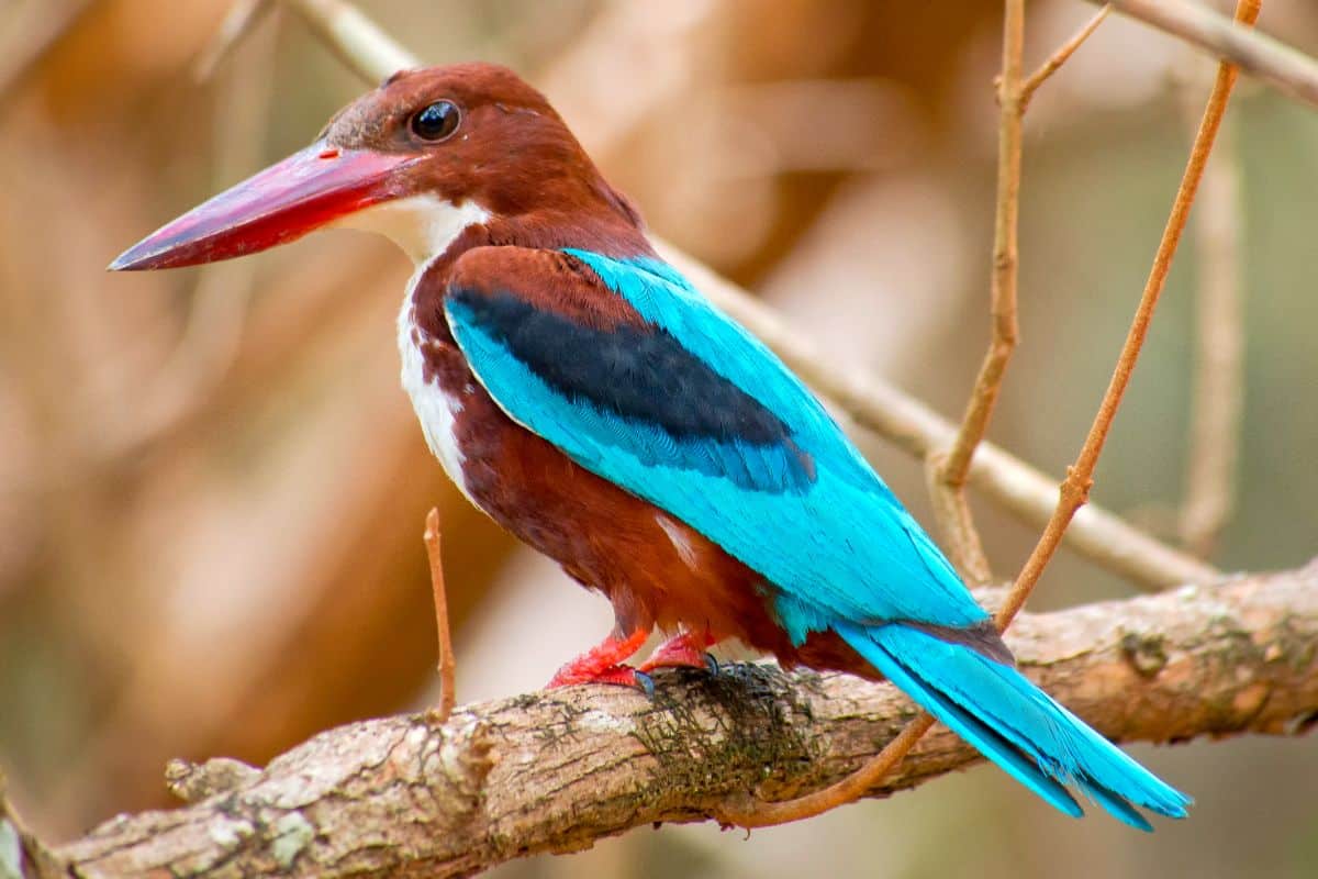 A beautiful White-Throated Kingfisher on a branch.