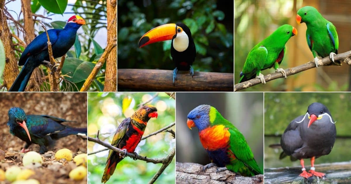 Seven images of birds with orange beaks.