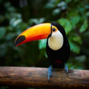 A beautiful Toco Toucan perched on a branch.